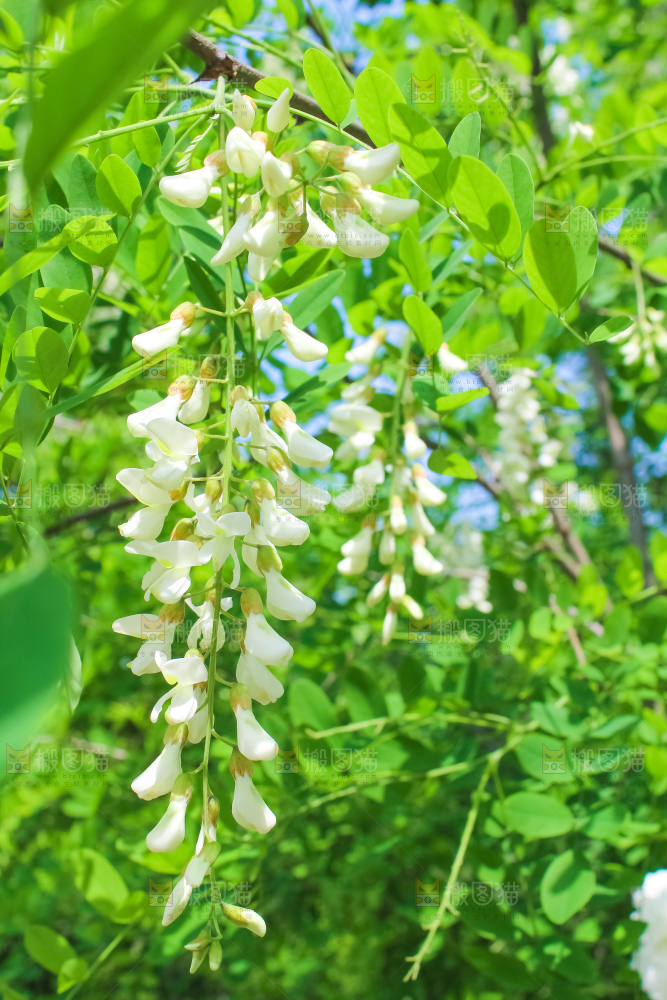 槐树槐花