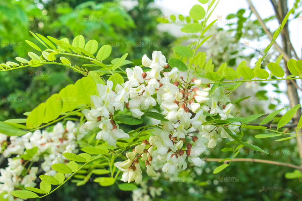 槐树槐花