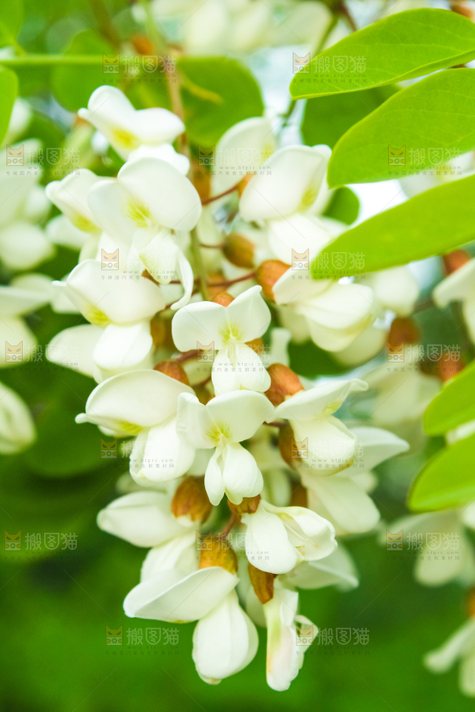 槐树槐花