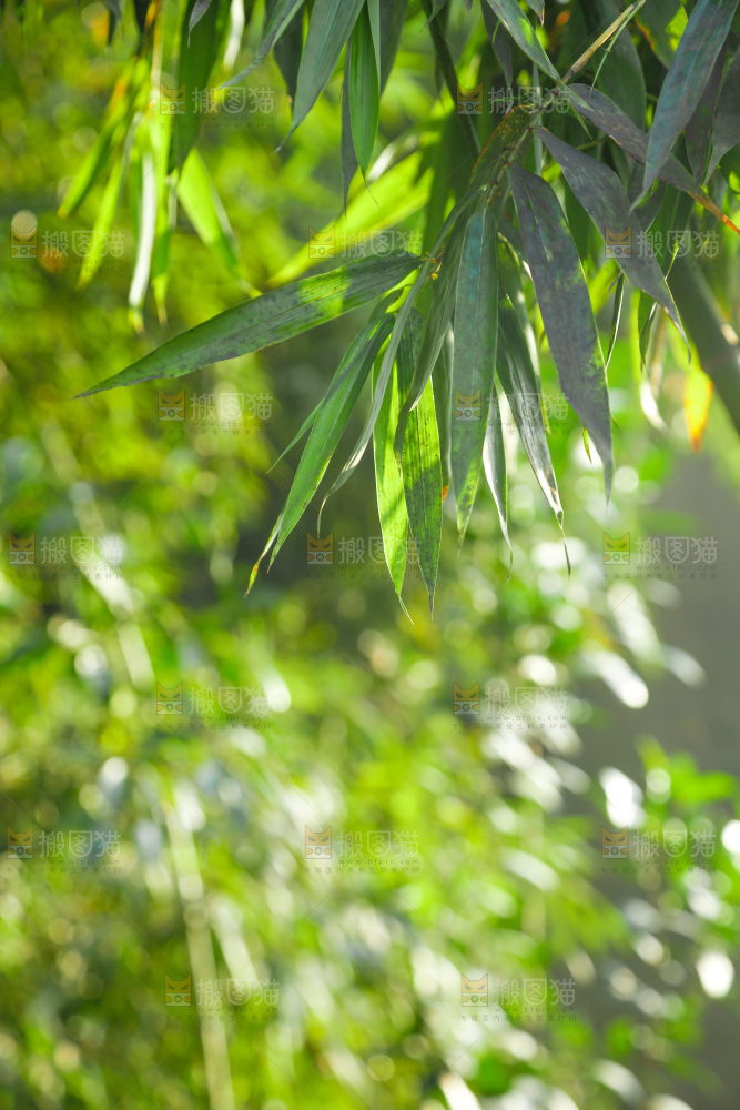 一片竹林