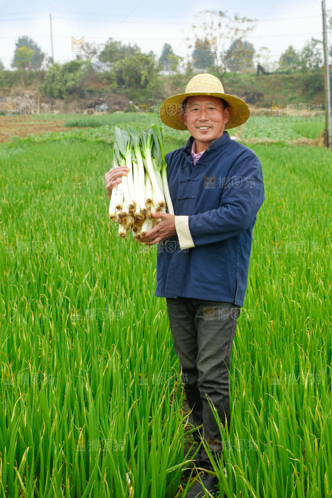 农民手里拿着大葱