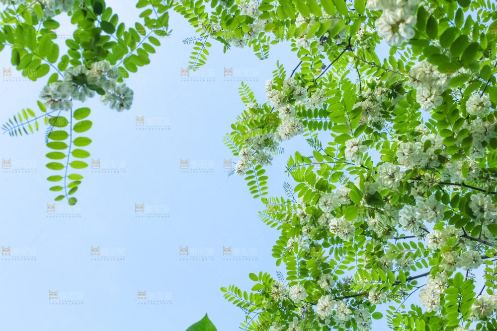 槐树槐花