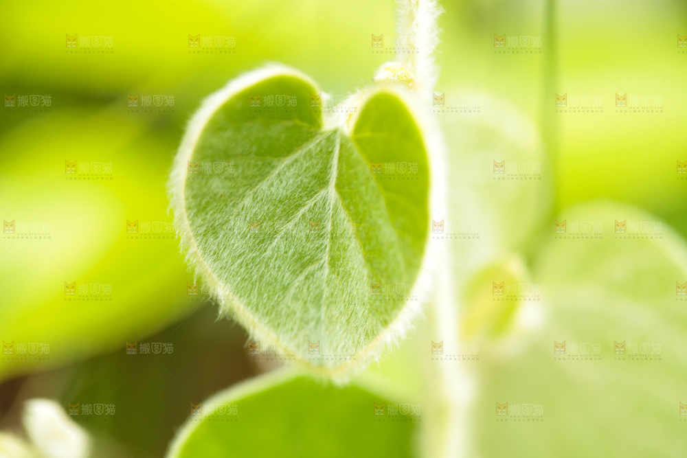 户外的杂草