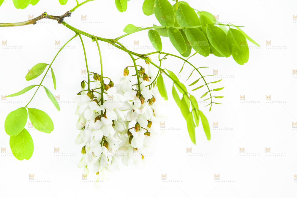 白底上的槐树花