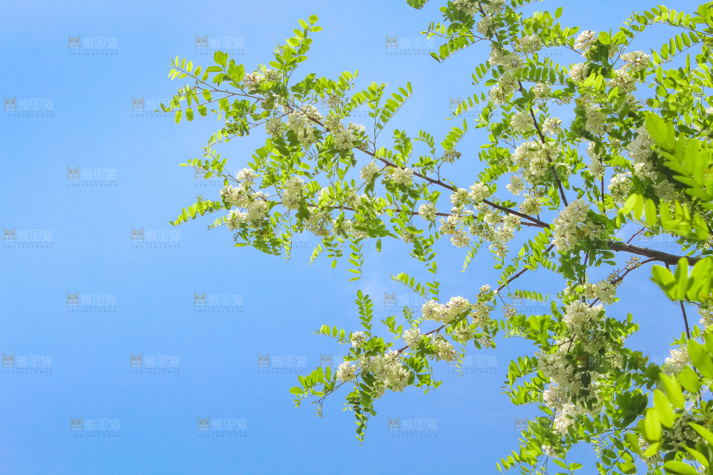 槐树槐花
