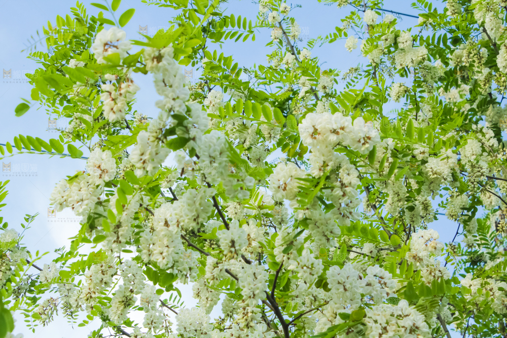 槐树槐花