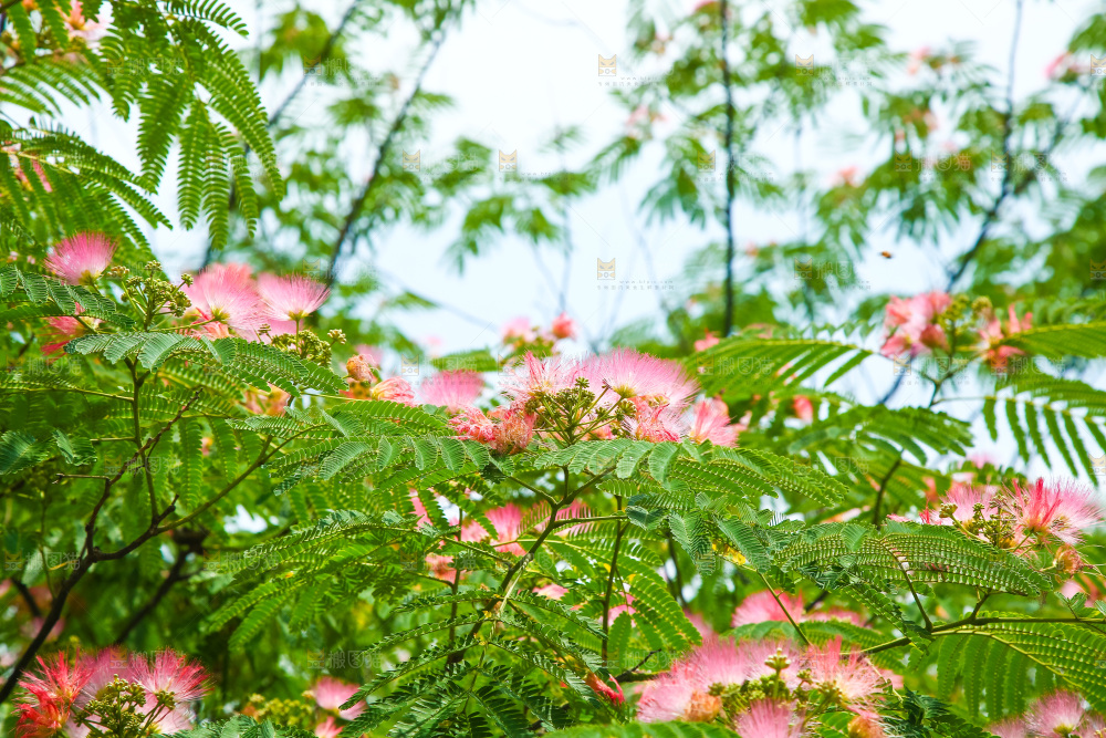 合欢树绿植