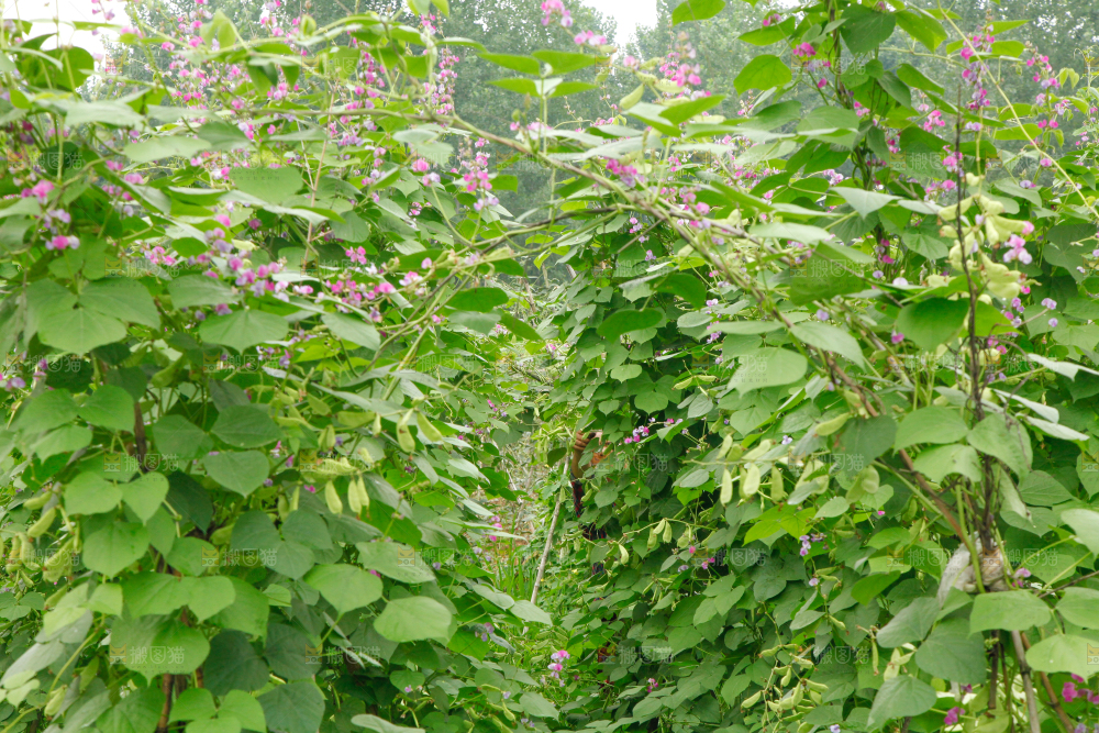菜园里的扁豆