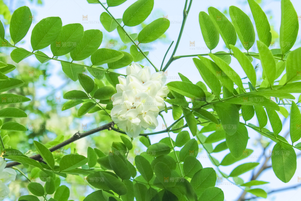 槐树槐花