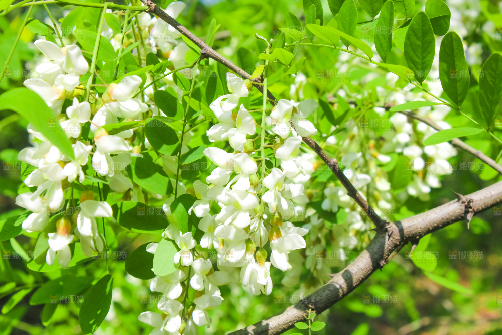 槐树槐花