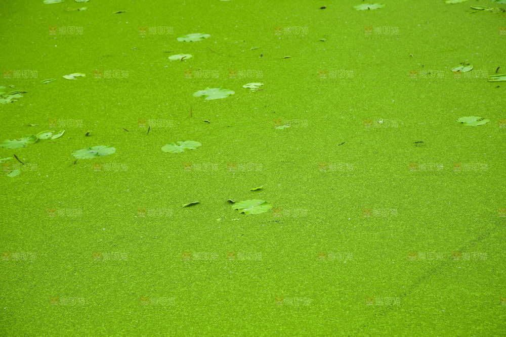 湖面浮萍