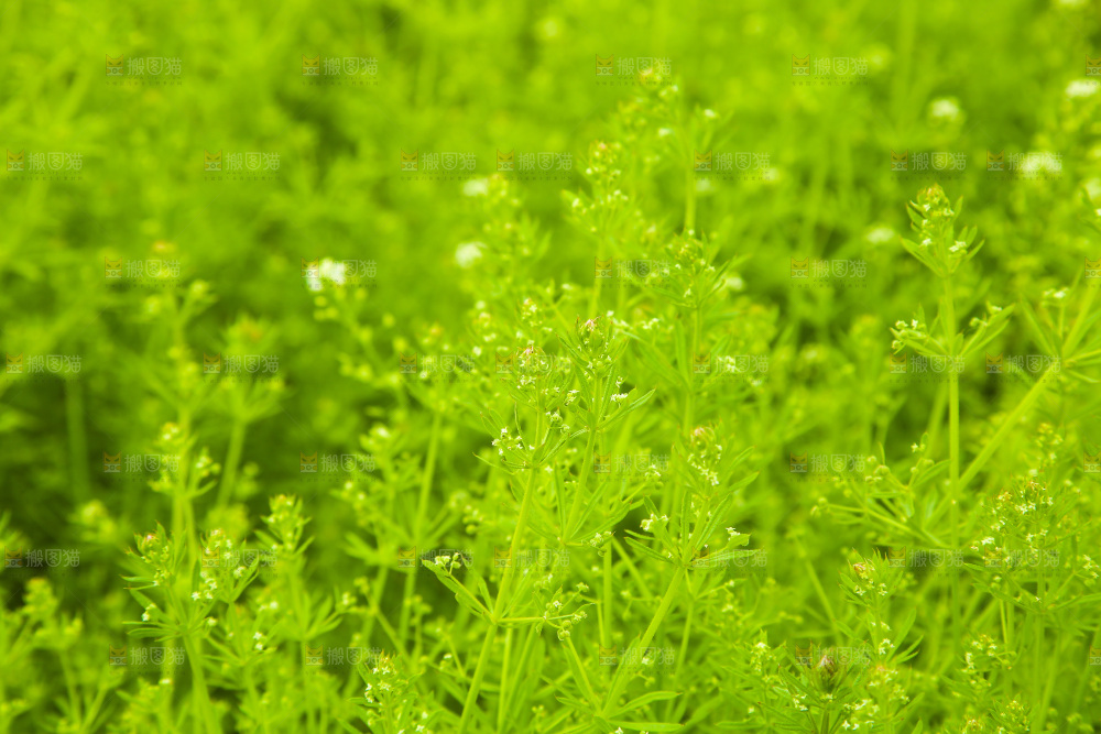 一片绿植