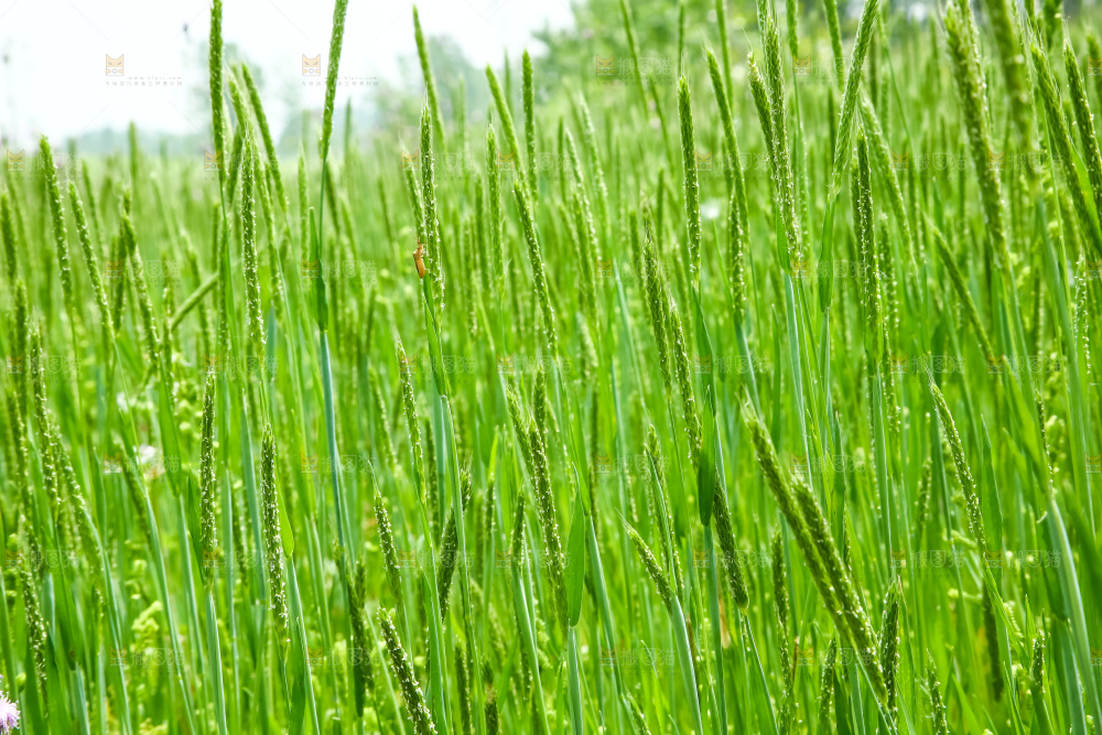 一片草地