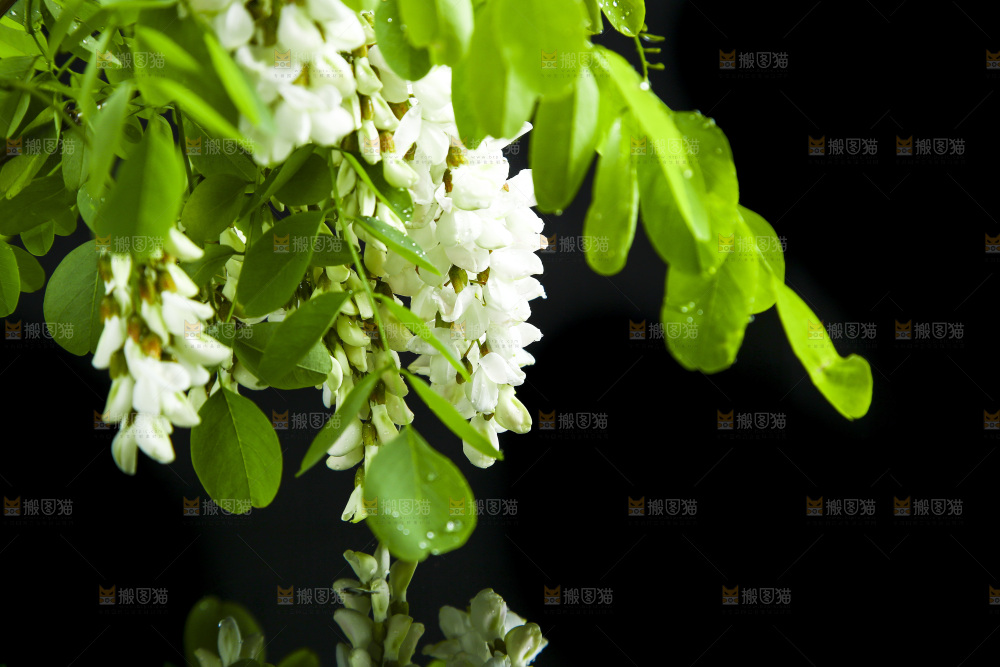 一束槐树花