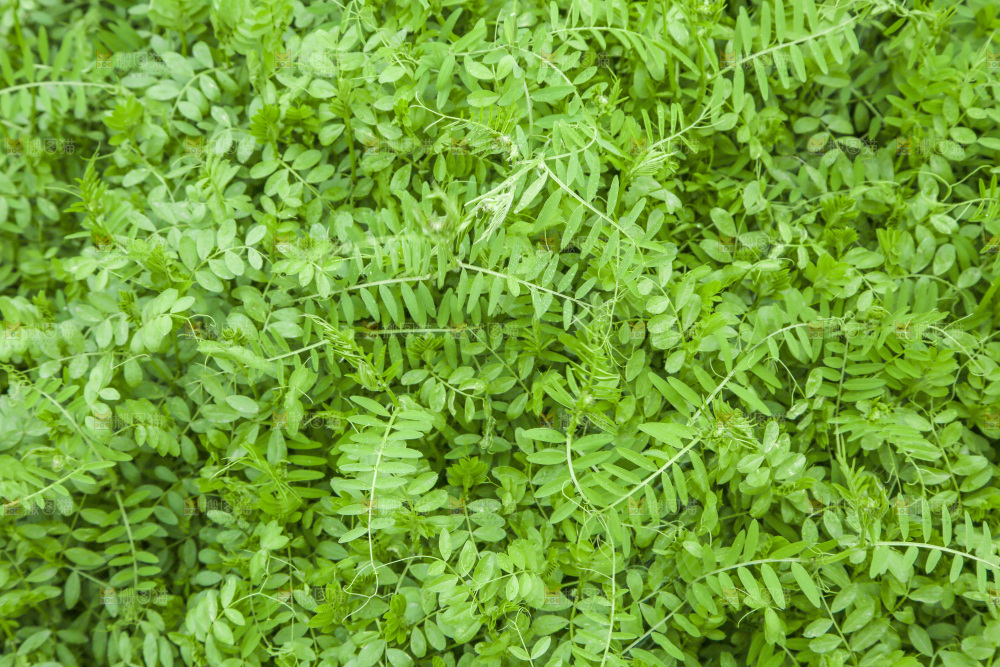 一片绿色植物