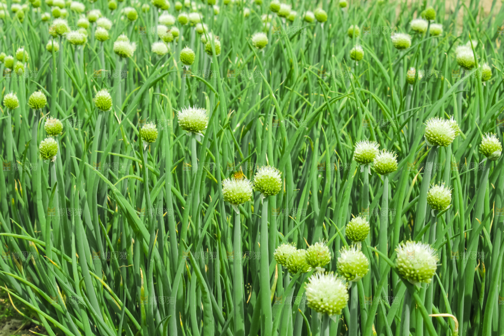 地里的大葱