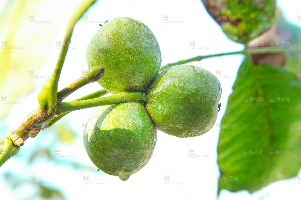 一颗核桃树