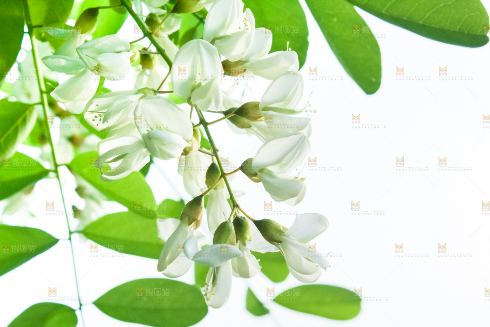 槐树槐花