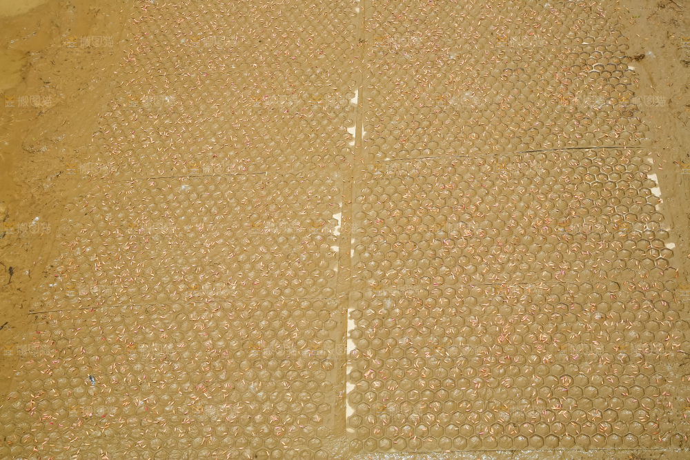 一片秧田