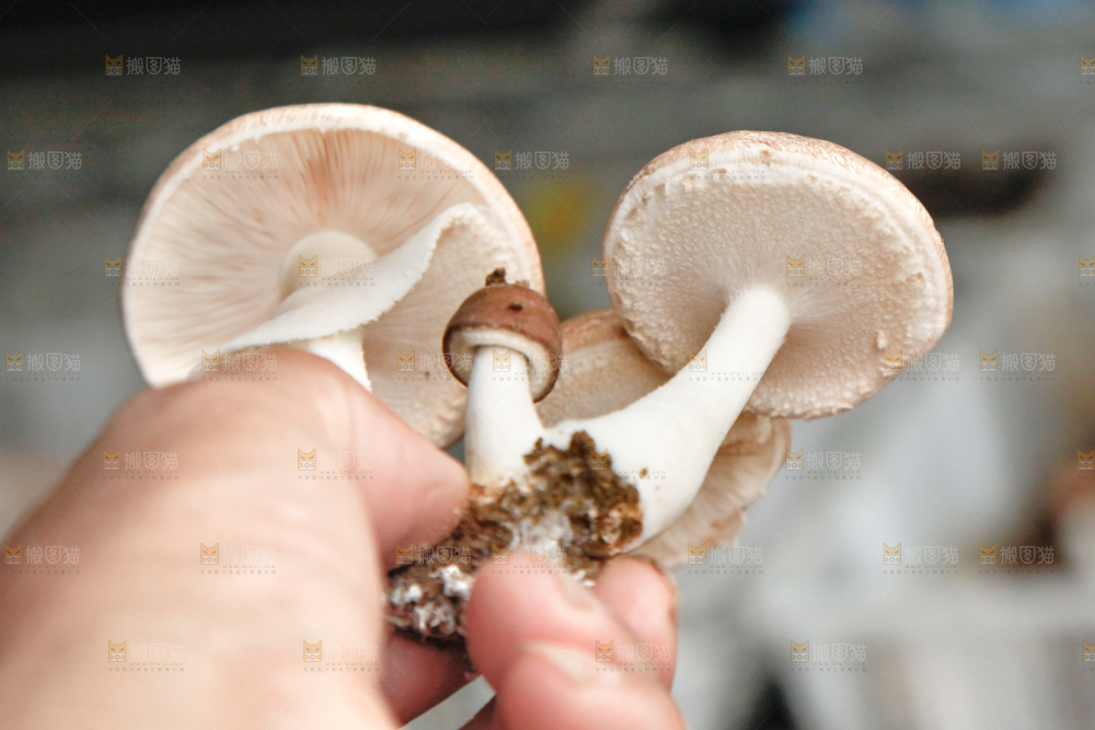 手里拿着蘑菇