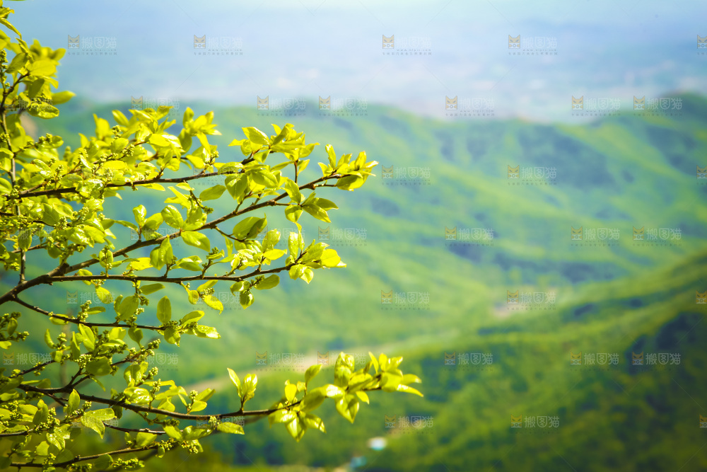 山上的绿植