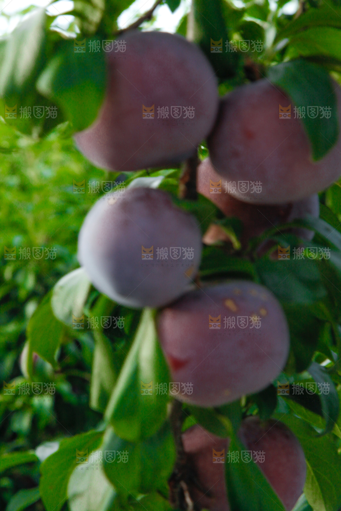 树上挂着黑布李