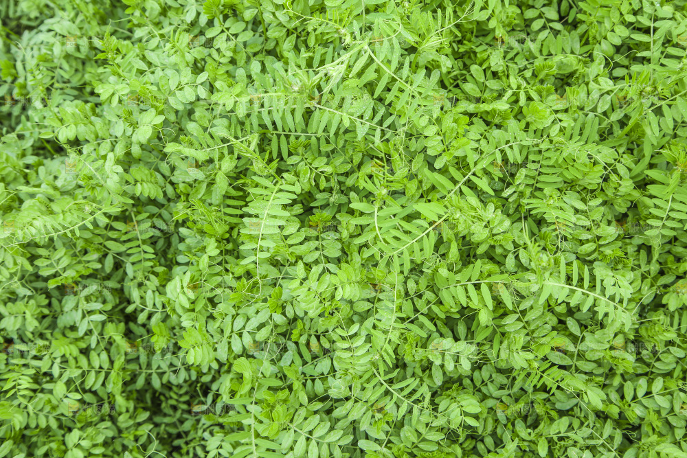 一片绿色植物
