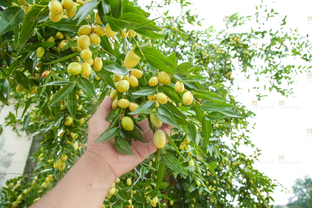 树上的枣子