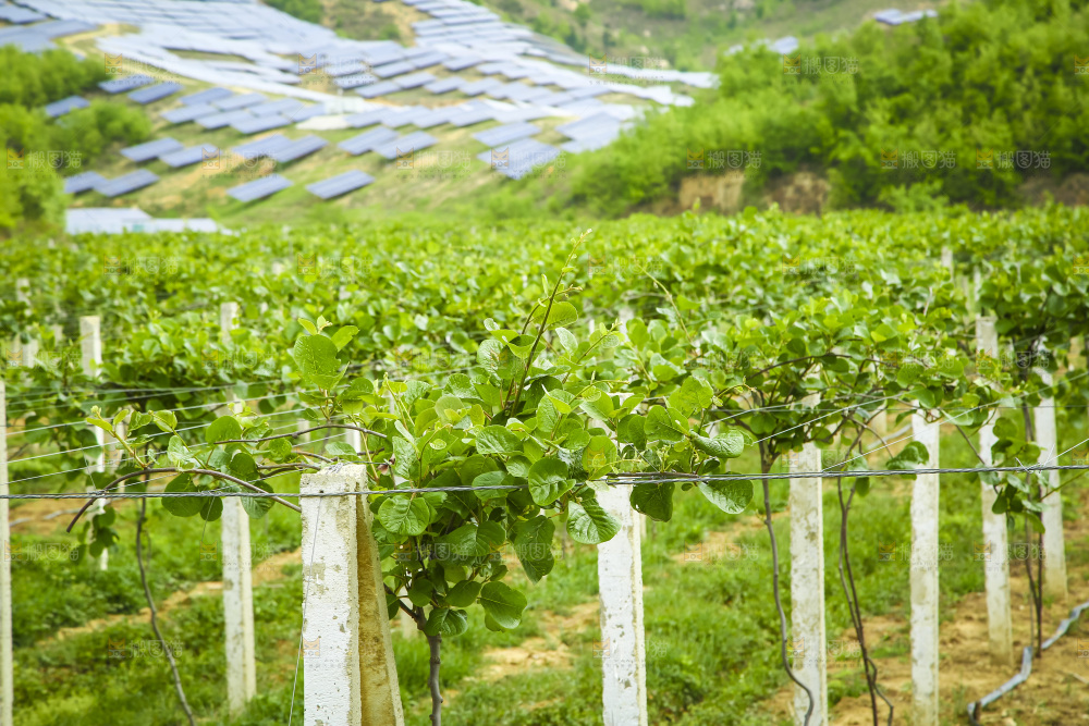水果种植基地