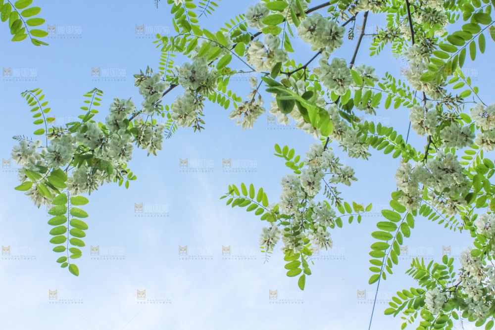 槐树槐花