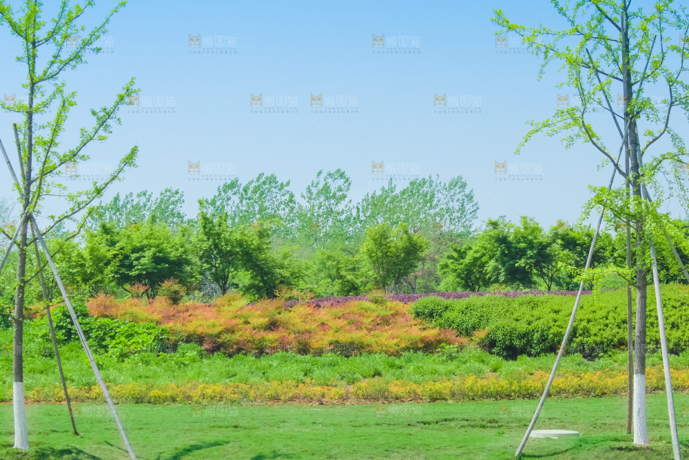 一片绿植