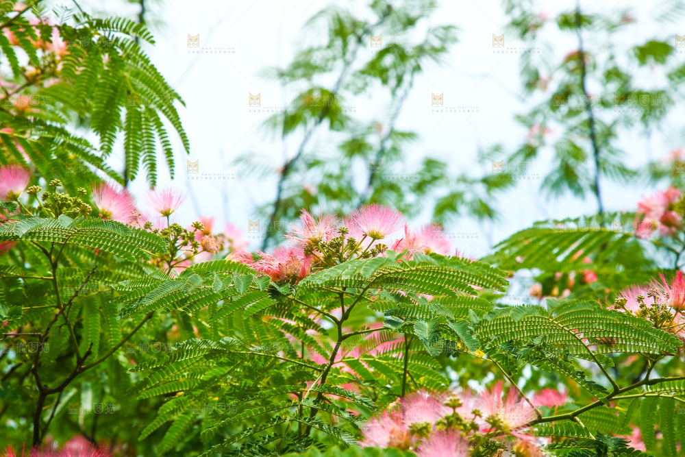合欢树绿植