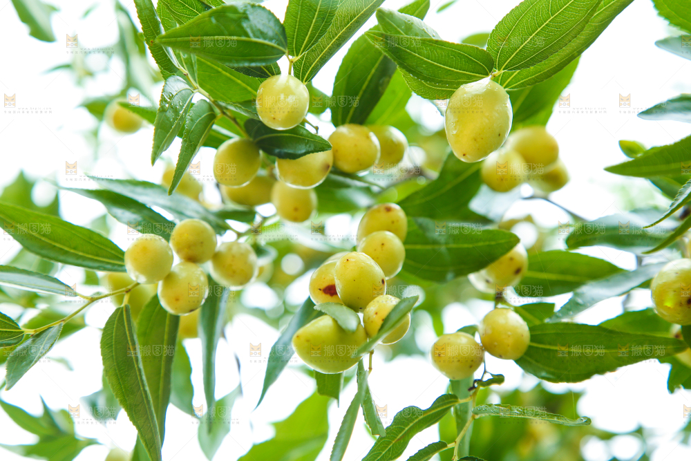 树上的枣子