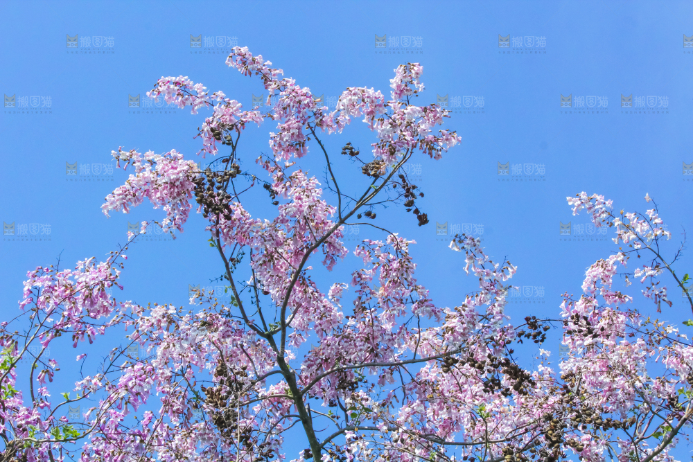 洋槐树上开着花