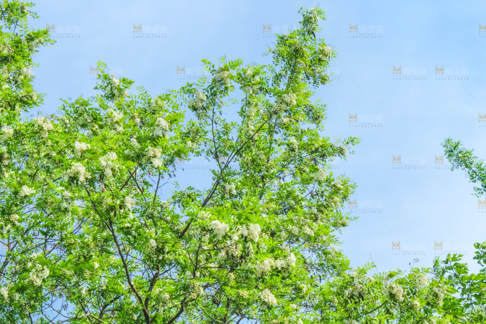 槐树槐花