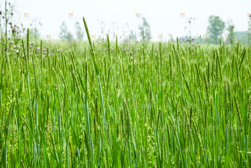 一片草地