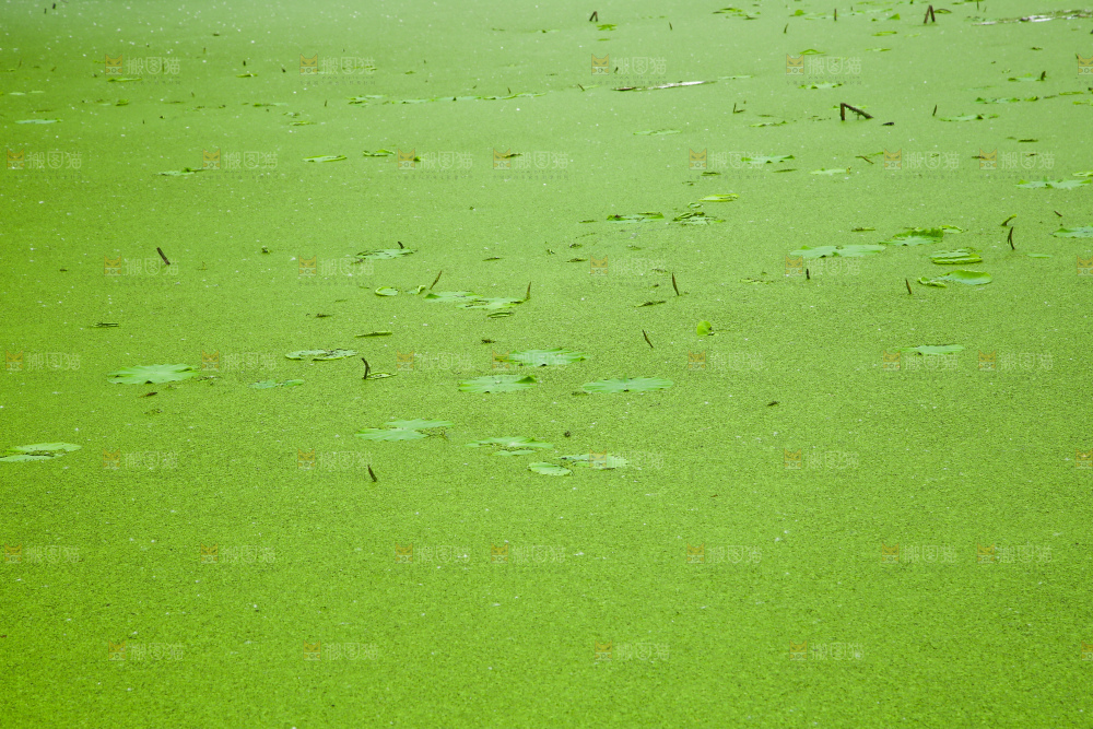 湖面浮萍