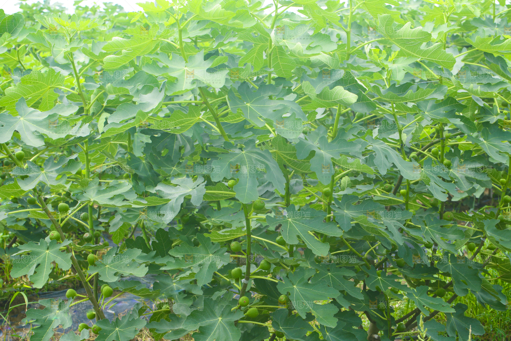无花果产地