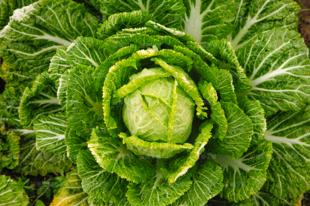地里长着白菜