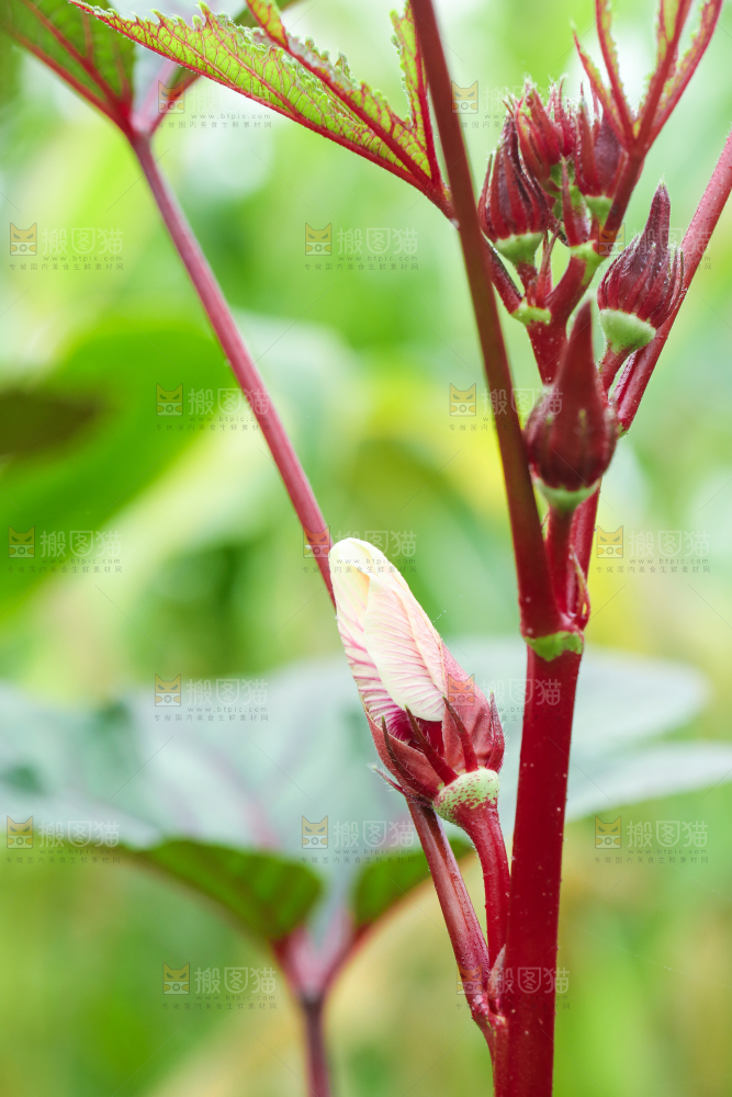 菜园里的红秋葵