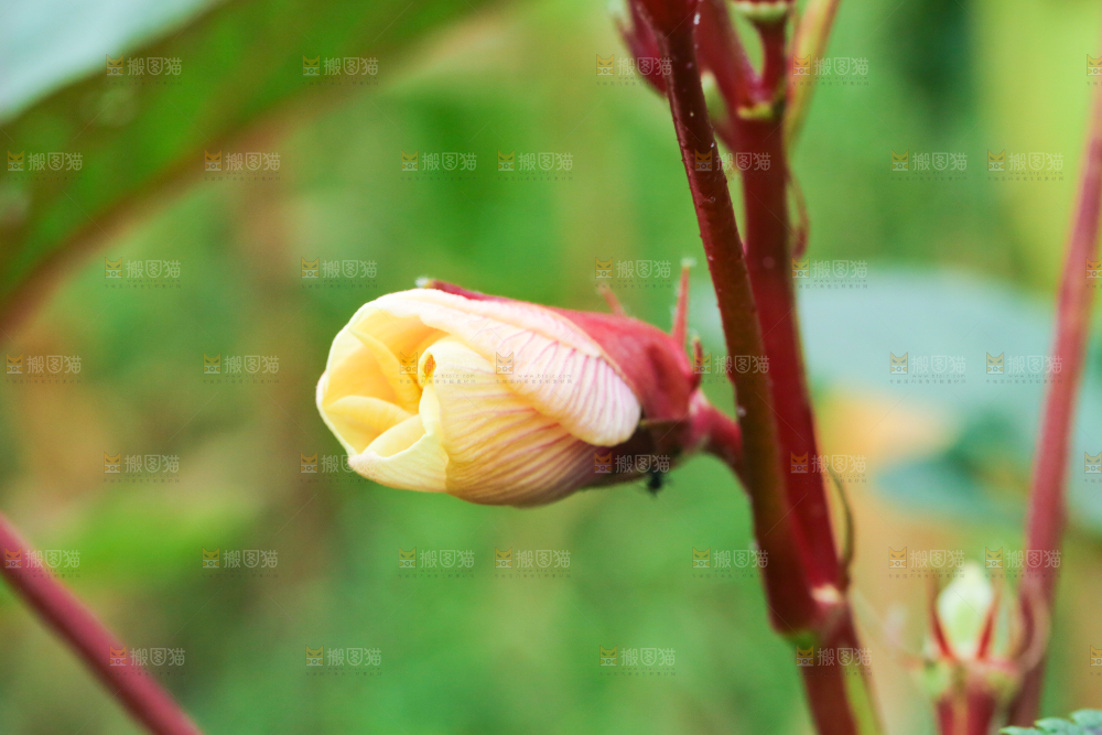 菜园里的红秋葵