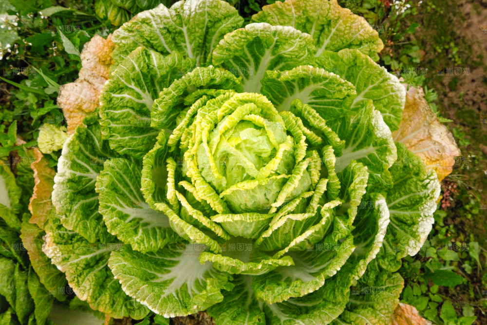 地里长着白菜