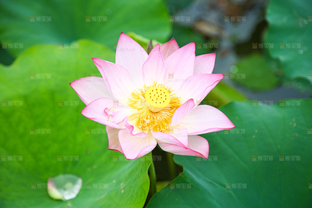 池塘里盛开的荷花