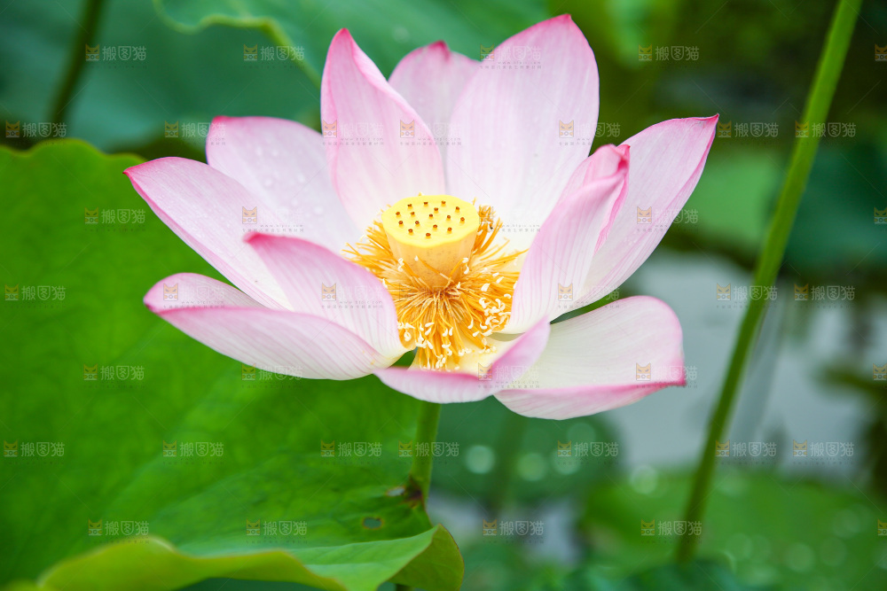 池塘里盛开的荷花