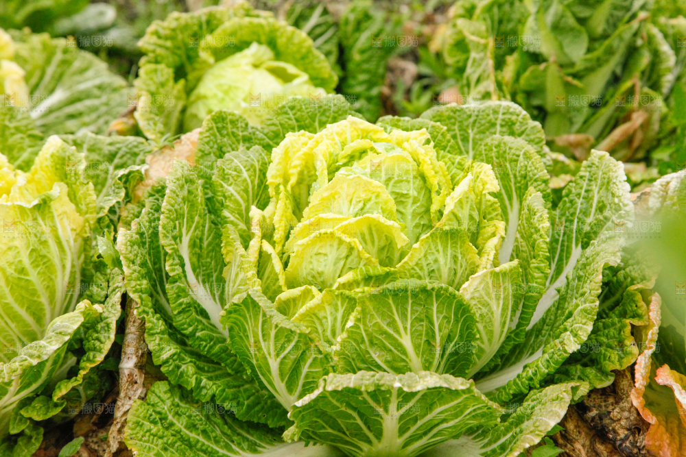 地里长着白菜