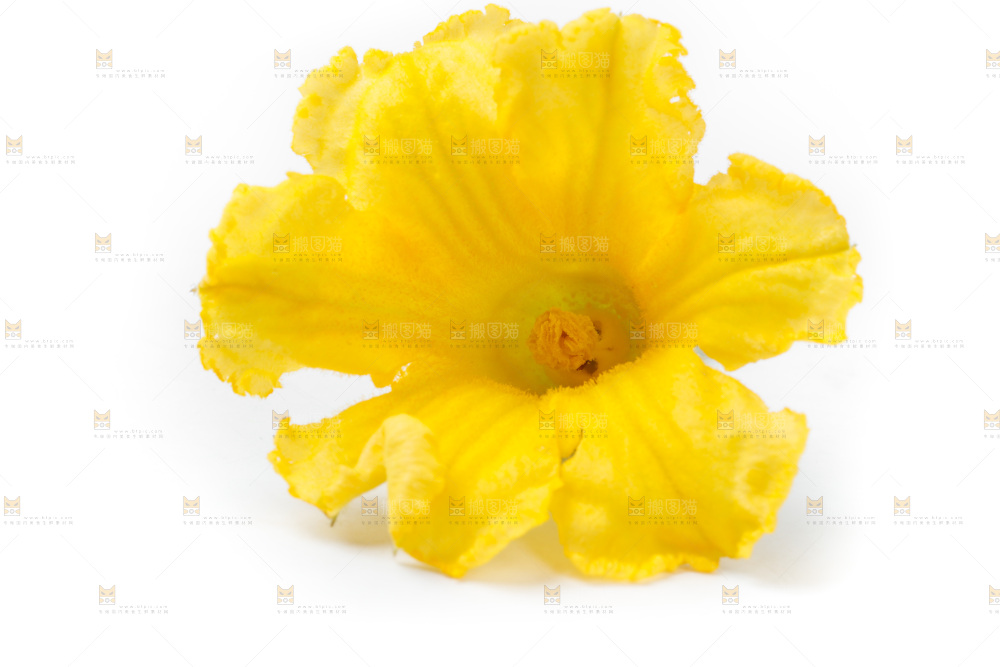 白底上摆放着南瓜花