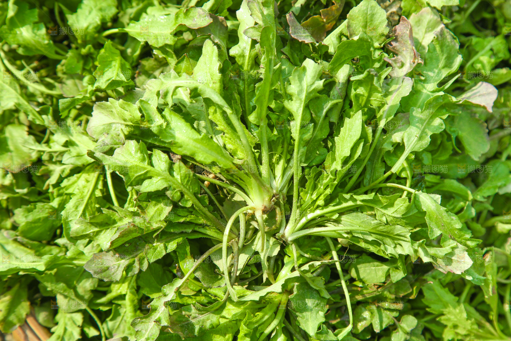 一堆新鲜新鲜荠菜