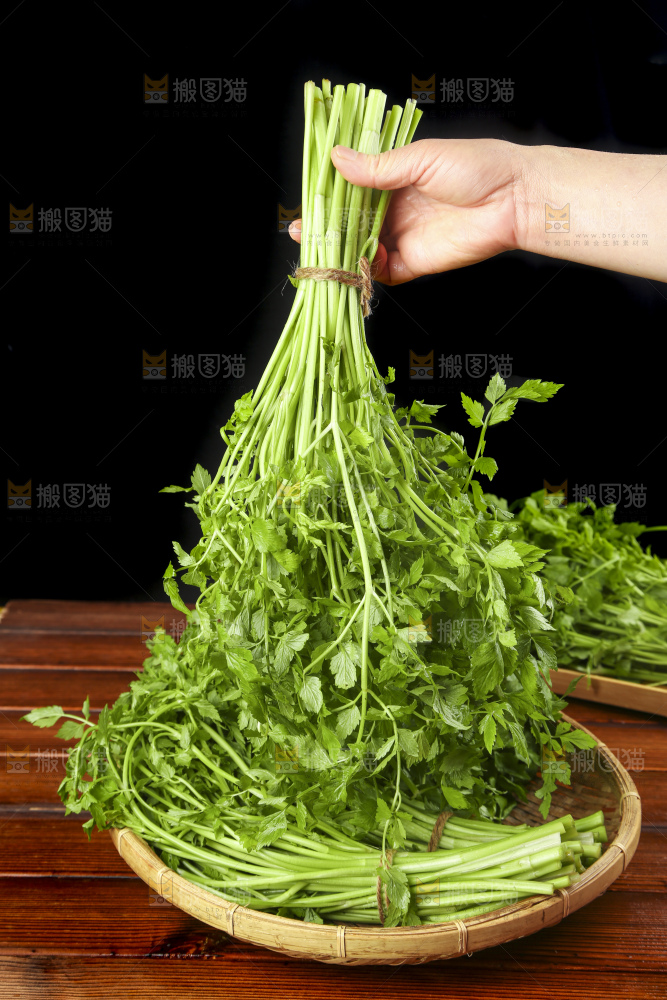 手里拿着野芹菜