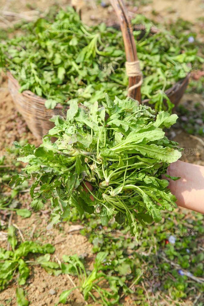 荠菜