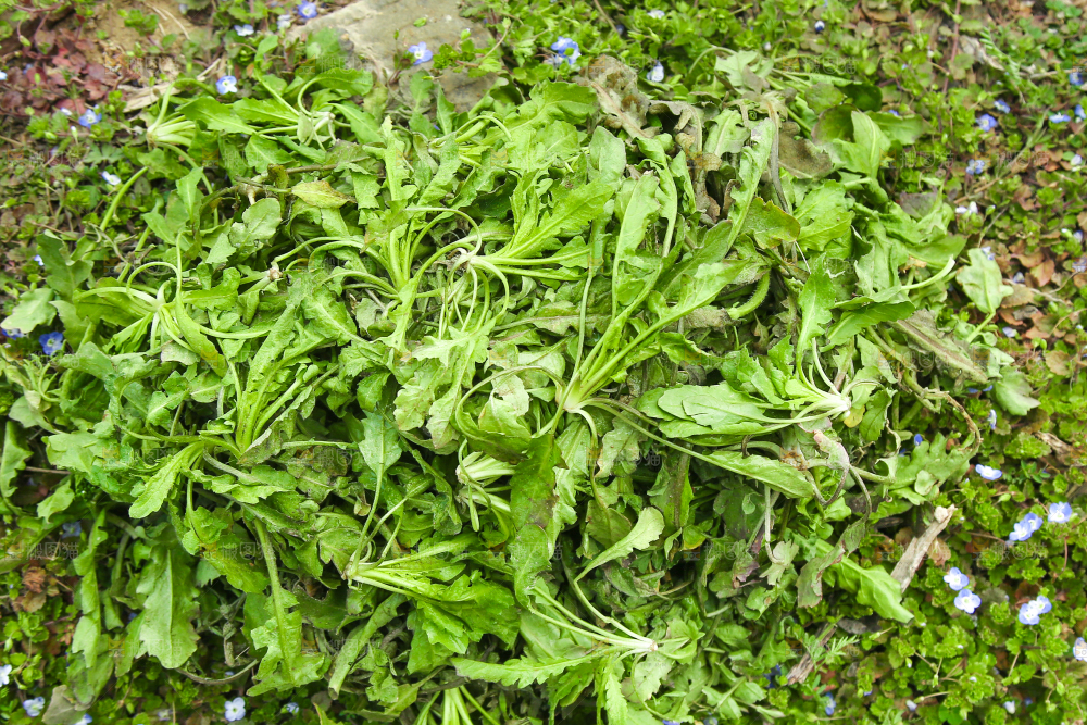 一堆新鲜荠菜